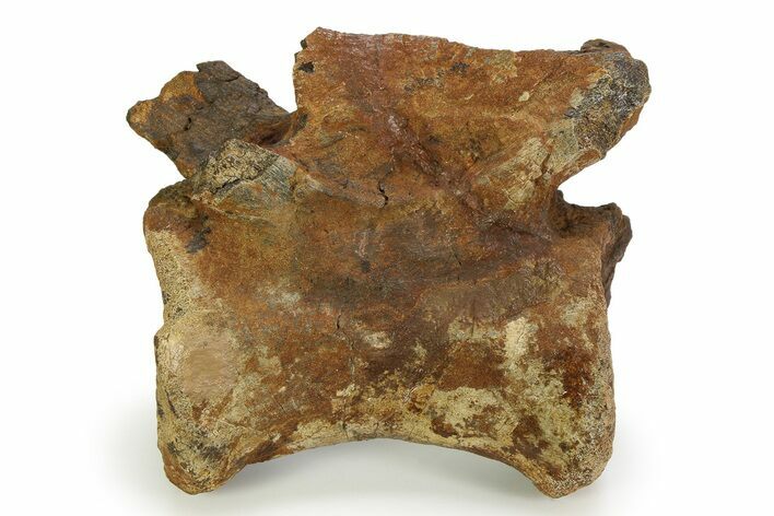 Fossil Tyrannosaur Caudal Vertebra - Judith River Formation #343139